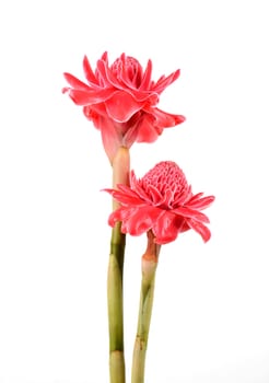  etlingera  elatior flower isolated on white background