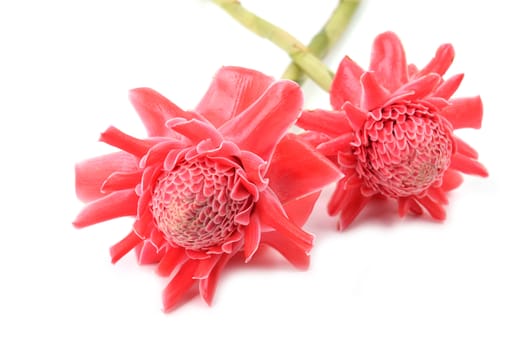 etlingera  elatior flower isolated on white background