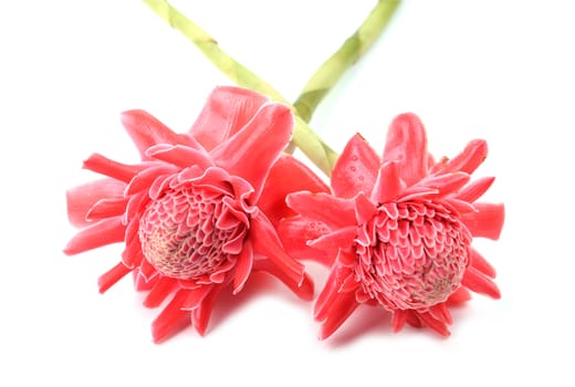 etlingera  elatior flower isolated on white background