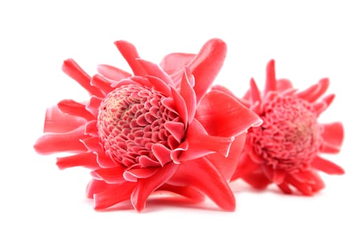 etlingera  elatior flower isolated on white background