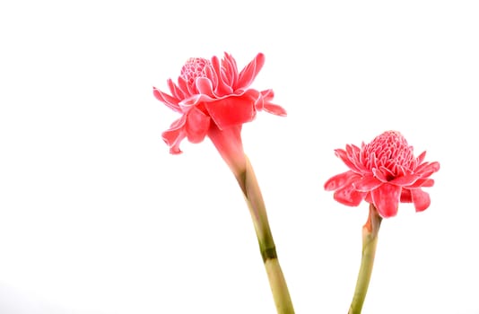 etlingera  elatior flower isolated on white background