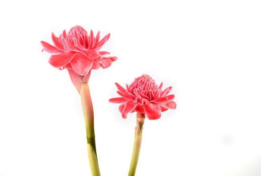etlingera  elatior flower isolated on white background