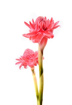 etlingera  elatior flower isolated on white background