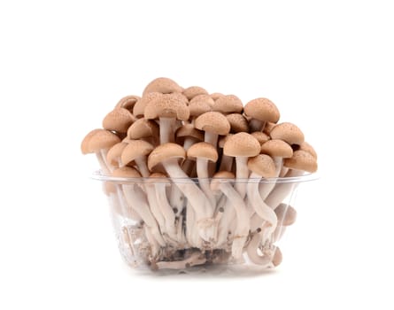 shimeji mushroom isolated on white background