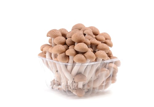 shimeji mushroom isolated on white background