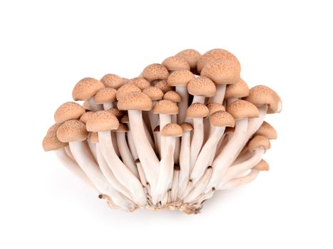 shimeji mushroom isolated on white background