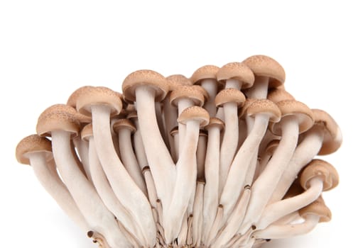 shimeji mushroom isolated on white background