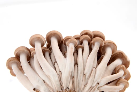shimeji mushroom isolated on white background