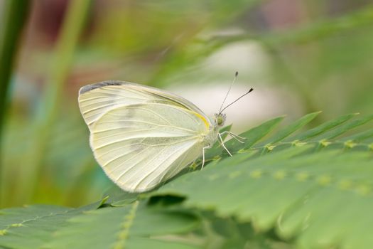 Btterfly garden-white (Pieris brassicae) on a leaf 