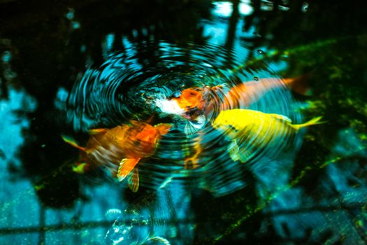 The circle from the group of carp fishes.