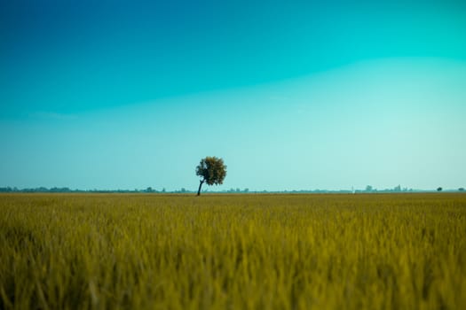 Lonely tree under the resolutely moment.