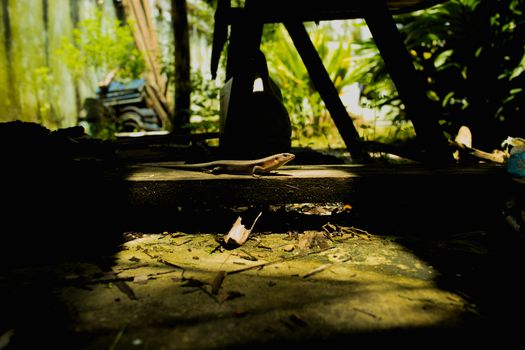 Skink sunbathing on the rotting wood.