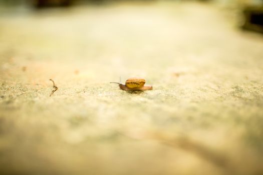 Snail is slow but never stop.