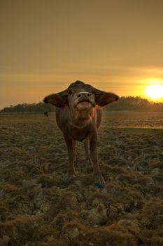 The group of buffaloes under the sunset.