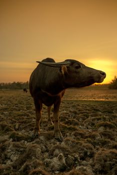 The group of buffaloes under the sunset.