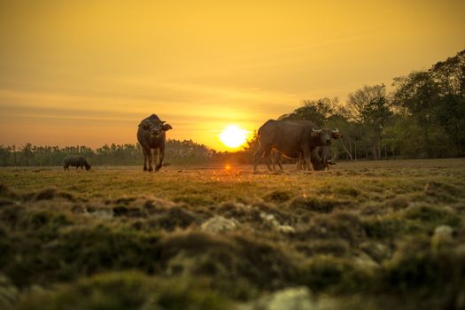 The group of buffaloes under the sunset.