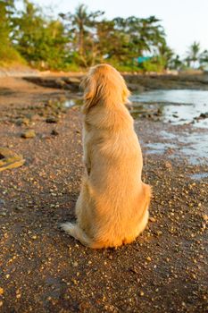 The happiness dog with sunset.