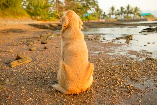 The happiness dog with sunset.