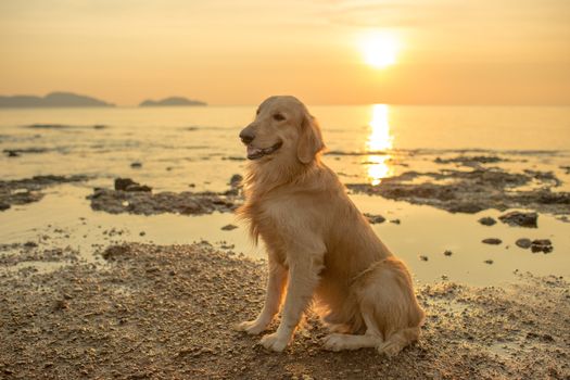 The happiness dog with sunset.