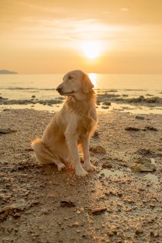 The happiness dog with sunset.