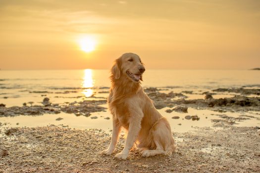 The happiness dog with sunset.