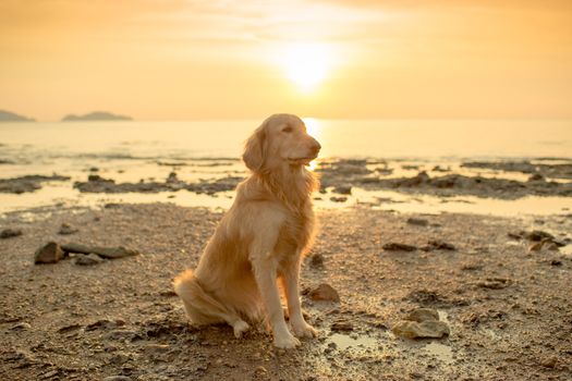 The happiness dog with sunset.