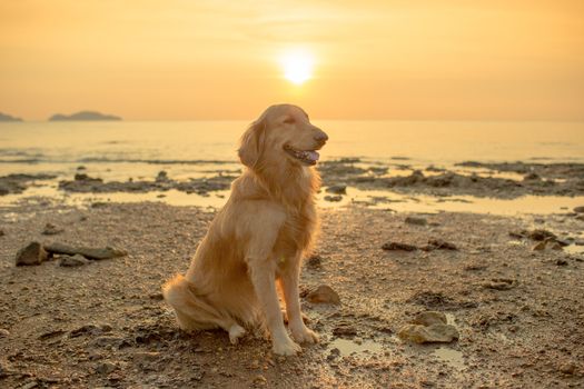 The happiness dog with sunset.