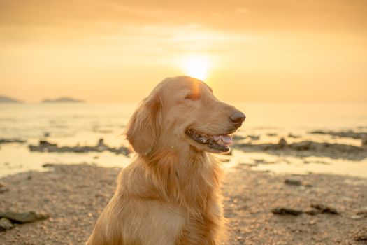 The happiness dog with sunset.