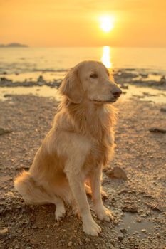 The happiness dog with sunset.