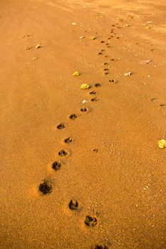 This is golden retriever footprint.
