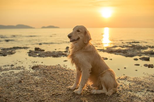 The happiness dog with sunset.