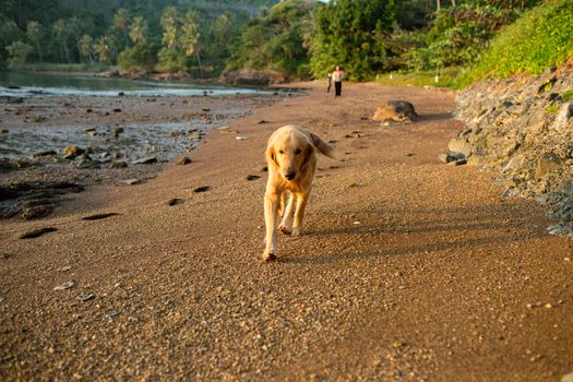 The happiness dog with sunset.