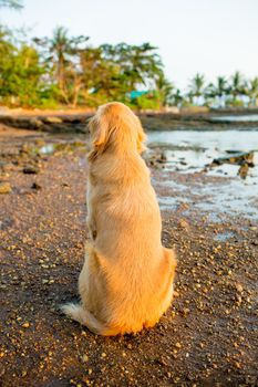 The happiness dog with sunset.