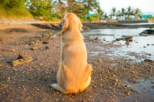 The happiness dog with sunset.