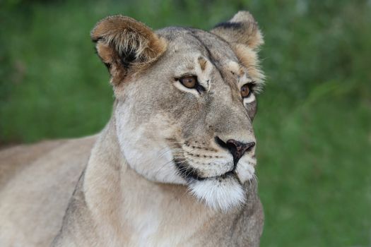Portrait of a very beautiful lioness with spotty nose