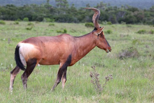 A big male Red Hartebeest antelope crossing the African savannah