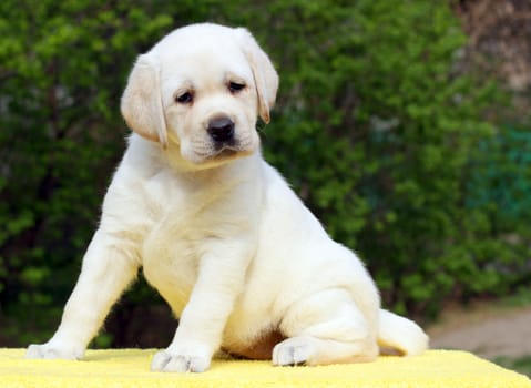 yellow labrador puppy sitting on yellow background