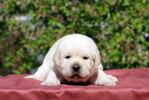newborn happy yellow labrador puppy in spring