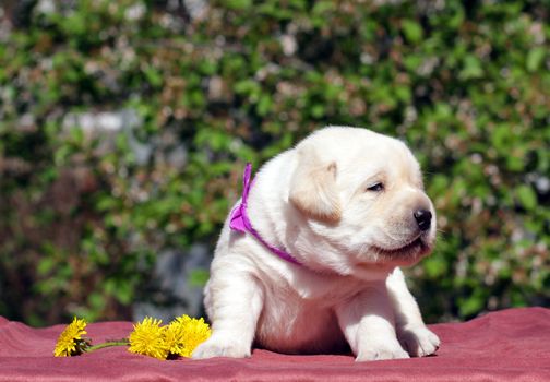 newborn happy yellow labrador puppy in spring with dandellions