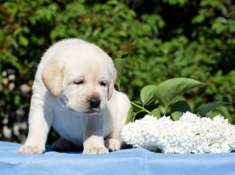 happy yellow labrador puppy in spring with flowers