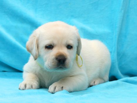 yellow labrador puppy sitting on blue background