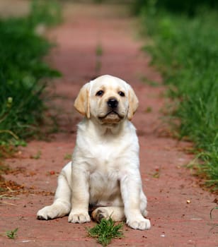 yellow labrador puppy sitting in the garden