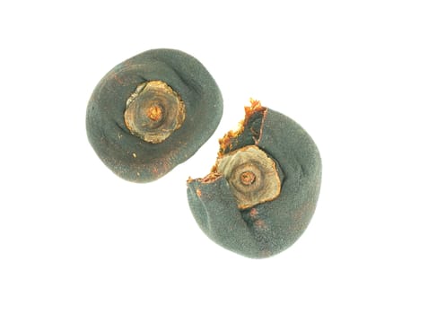 Two persimmon fruit drying until brown, almost black. On white background                               