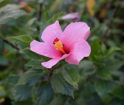 Bee sucking the nectar collecting pollen on pink hibiscus flower.                              