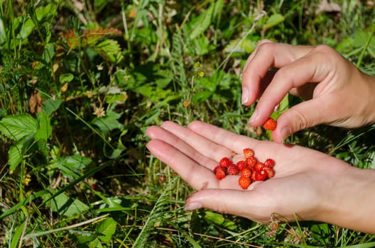 Closeup of woman girl hands gather pick wild strawberry to palm in forest meadow.