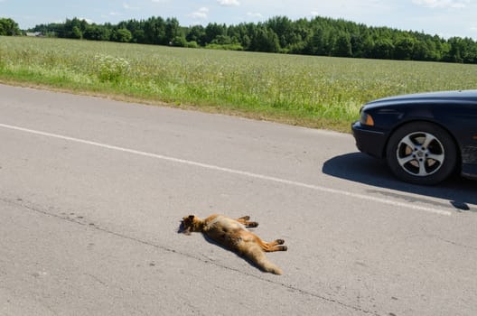 Automobile killed dead fox animal body lay and car drive passing on rural asphalt road.