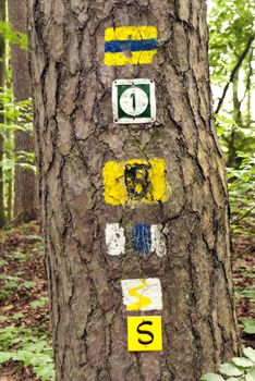 On the Hiking Trail Goldsteig in Germany