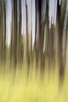 Blurred Trees in a Forest