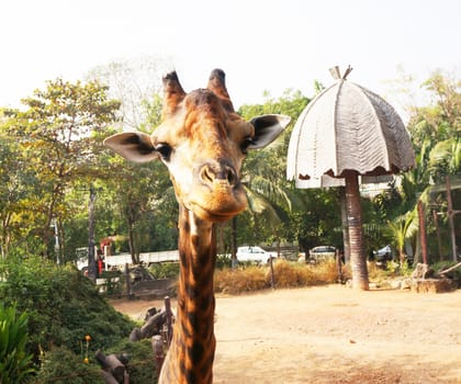 The long neck giraffes is a lovely animals, animals are mammals. It eat tall plants with food. A wildlife reserve at all to help conserve. In nature, endangered species