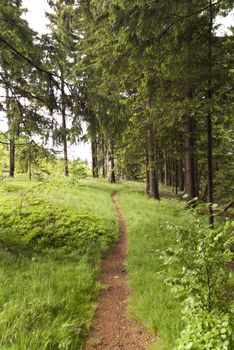 On the Hiking Trail Goldsteig in Germany